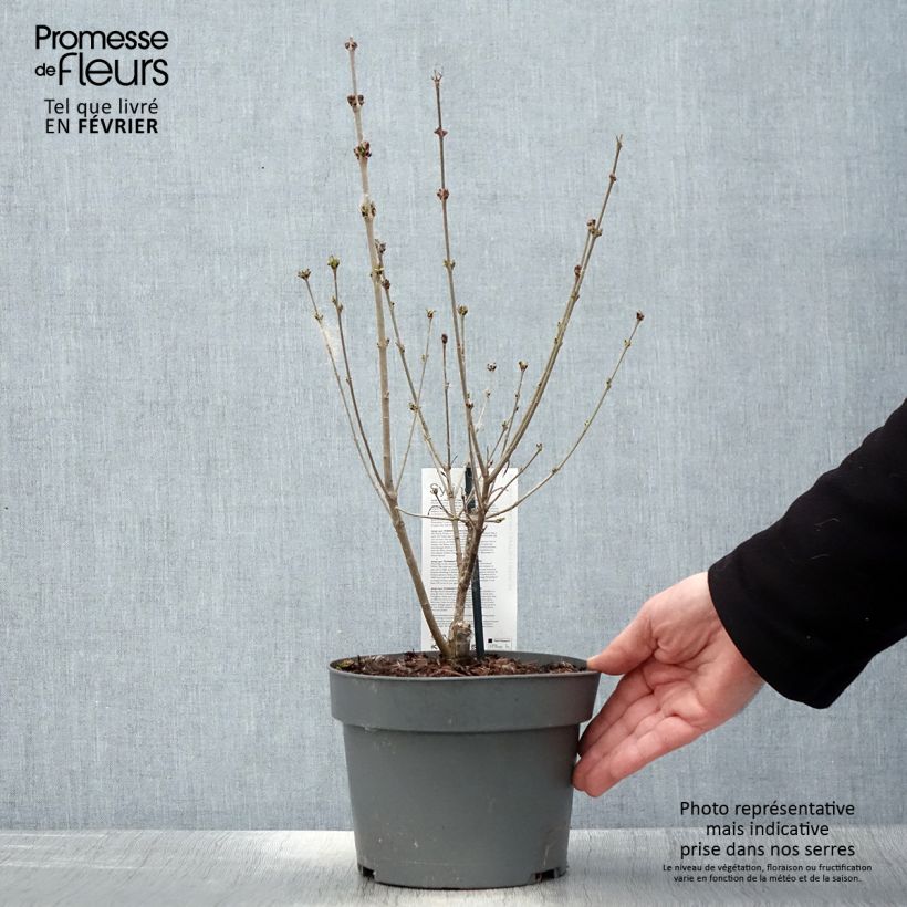 Syringa meyeri Flowerfesta Purple - Lilac 3L/4L pot sample as delivered in winter