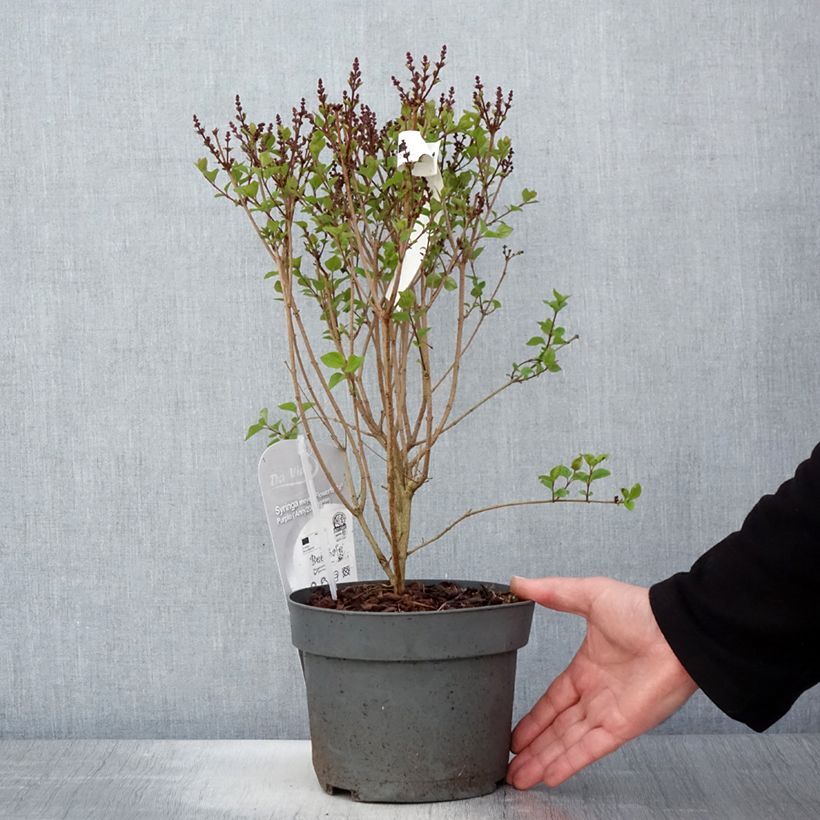 Syringa meyeri Flowerfesta Purple - Lilac 3L/4L pot sample as delivered in spring