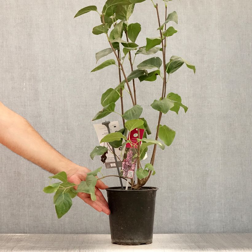 Syringa vulgaris Sensation - Common Lilac 3L/4L pot, Bush sample as delivered in summer