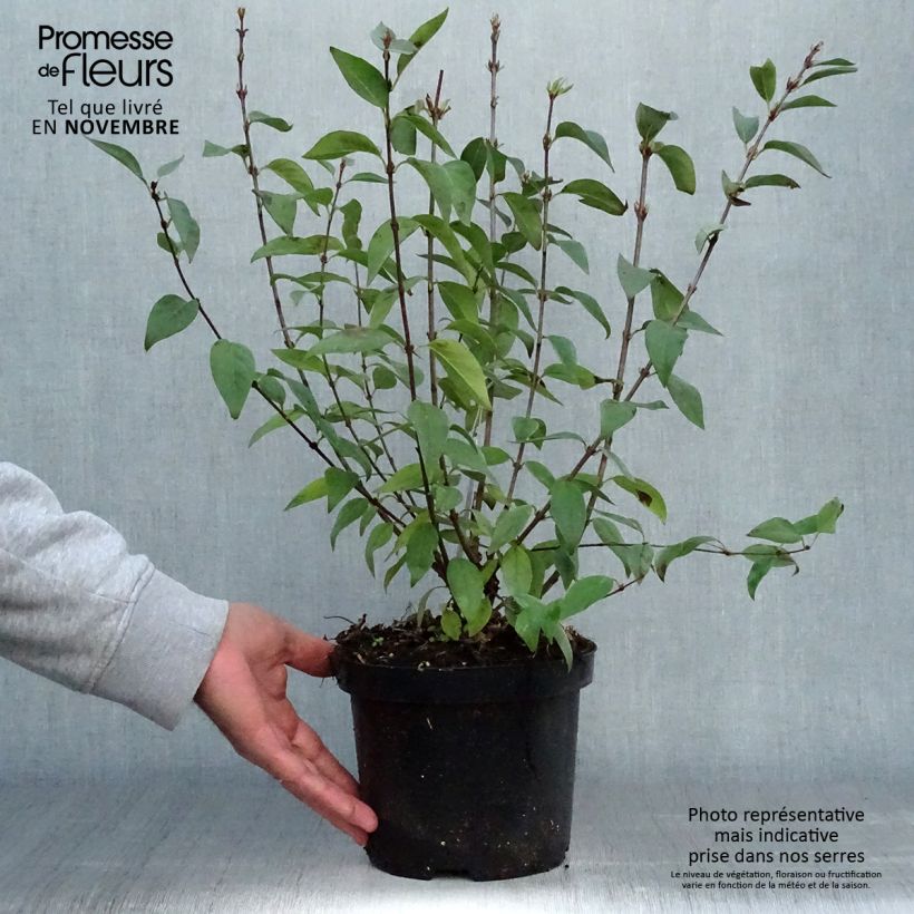 Syringa chinensis Saugeana - Lilac 2L/3L pot sample as delivered in autumn