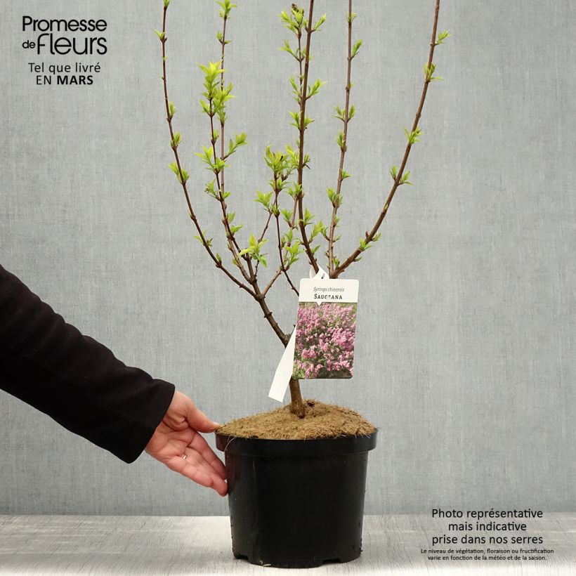 Syringa chinensis Saugeana - Lilac 2L/3L pot sample as delivered in spring