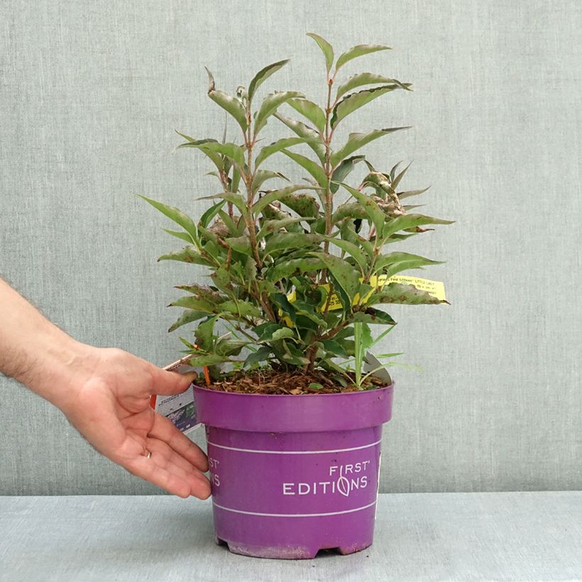 Syringa Little Lady - Lilac 3L/4L pot sample as delivered in summer