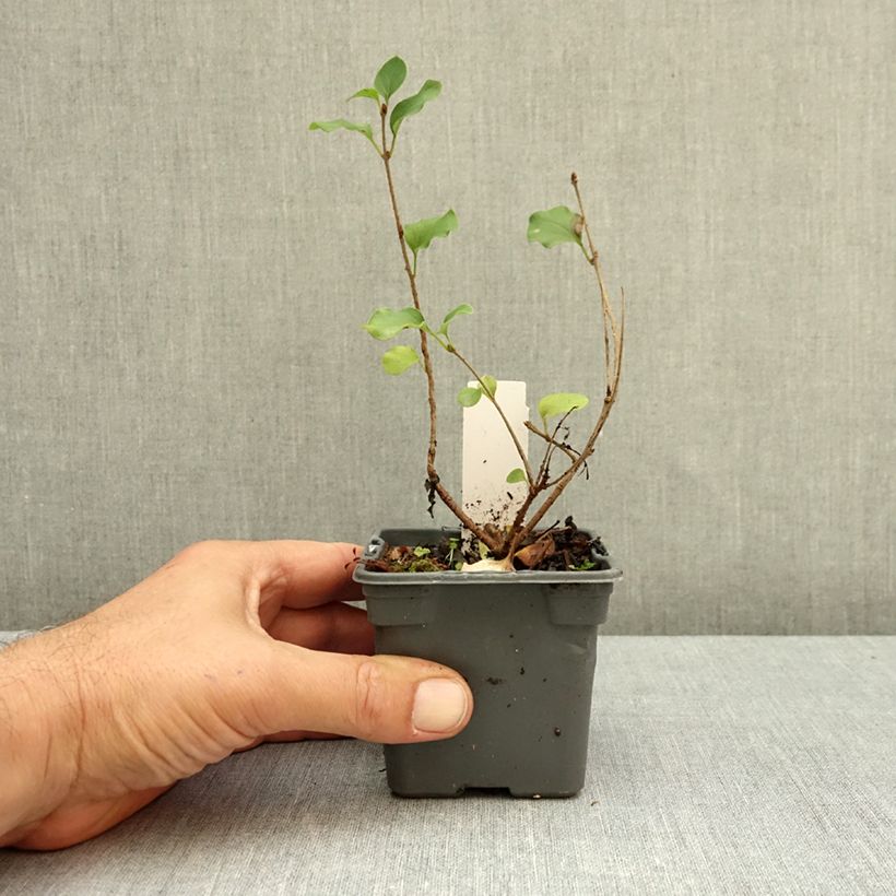 Syringa meyeri Palibin - Lilac 8/9 cm pot sample as delivered in autumn