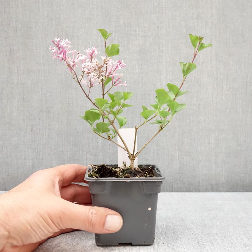 Syringa meyeri Palibin - Lilac 8/9 cm pot sample as delivered in spring