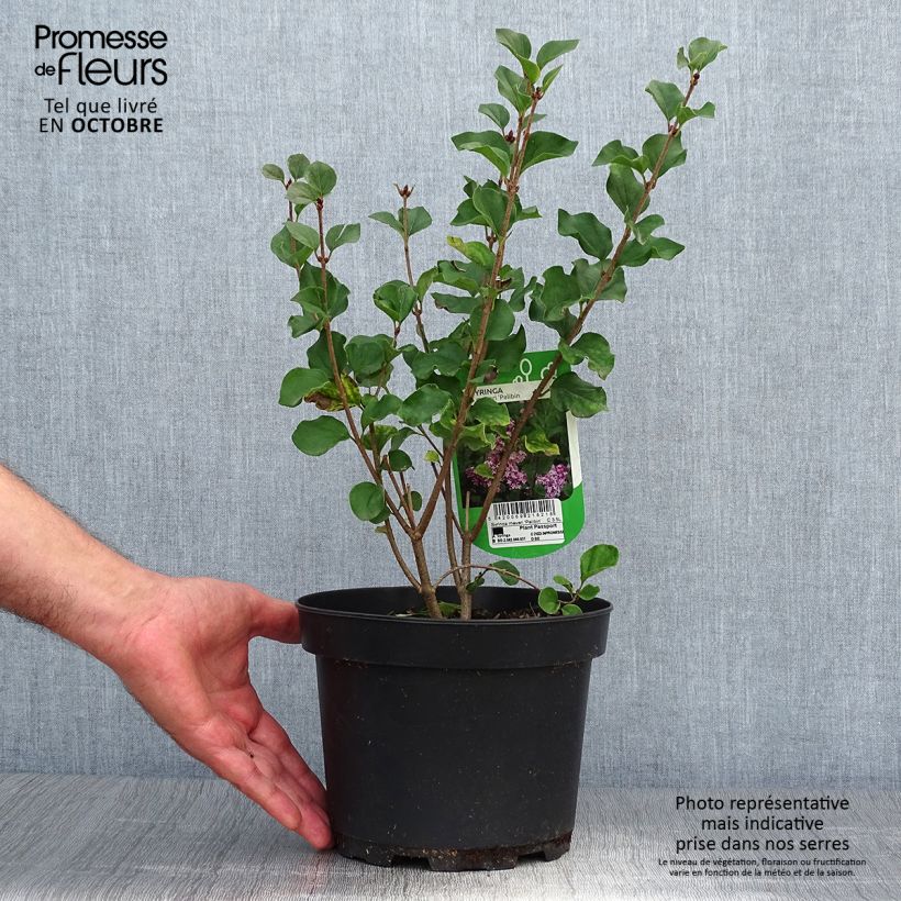 Syringa meyeri Palibin - Lilac 2L/3L pot sample as delivered in autumn
