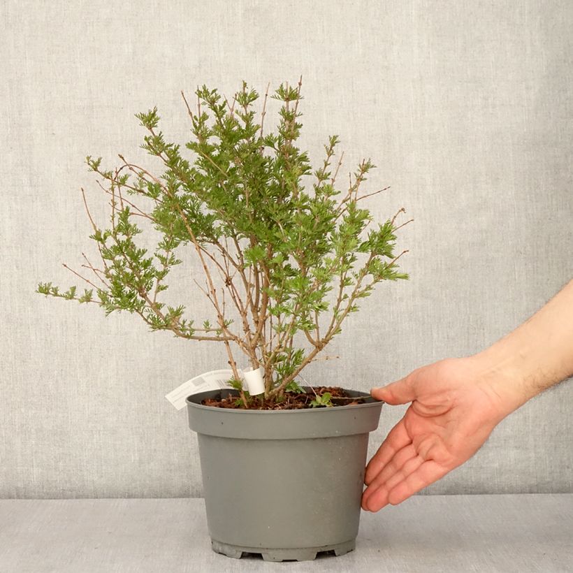 Syringa protolaciniata Kabul - Lilac 3L/4L pot sample as delivered in spring