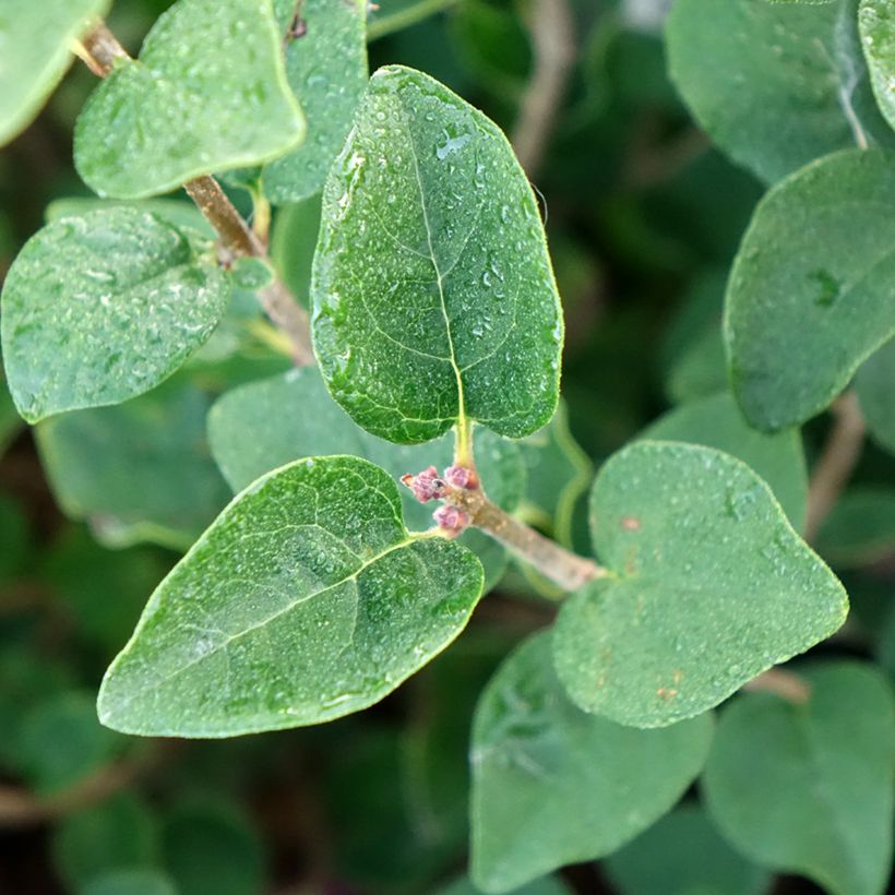 Syringa meyeri microphylla Tinkerbelle - Lilac (Foliage)