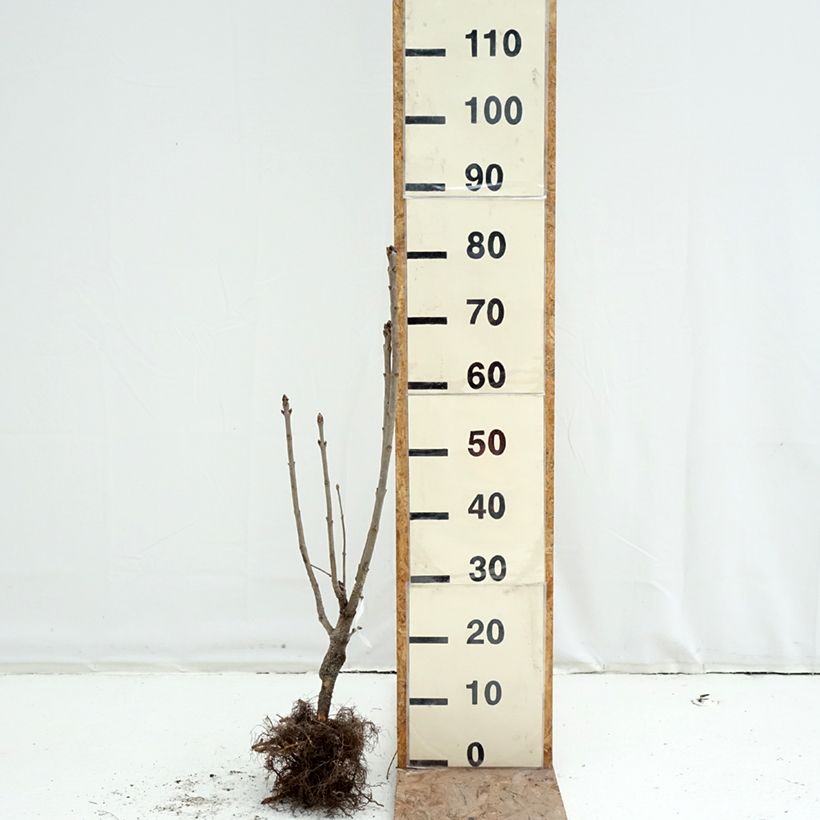 Syringa vulgaris Belle de Moscou - Common Lilac Bare root sample as delivered in winter