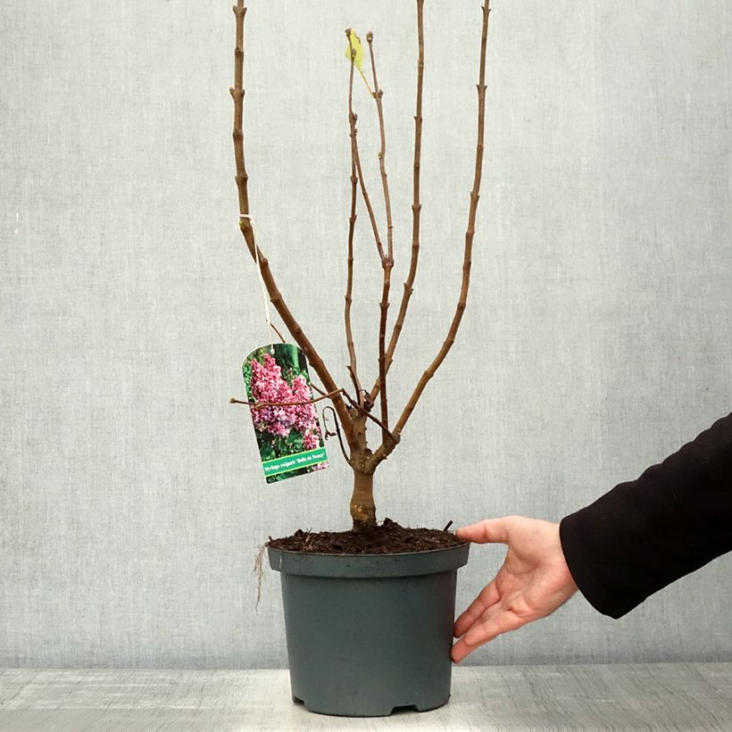 Syringa vulgaris Belle de Nancy - Common Lilac 3L/4L pot sample as delivered in autumn