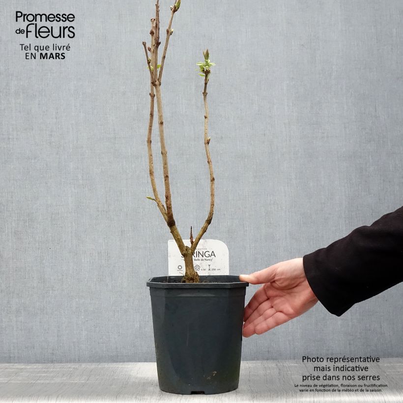 Syringa vulgaris Belle de Nancy - Common Lilac 3L/4L pot sample as delivered in spring