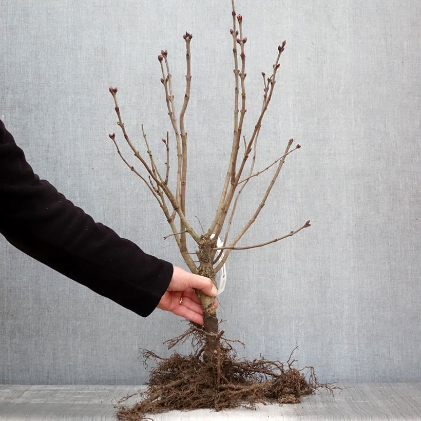 Syringa vulgaris Belle de Nancy - Common Lilac Bare root sample as delivered in winter