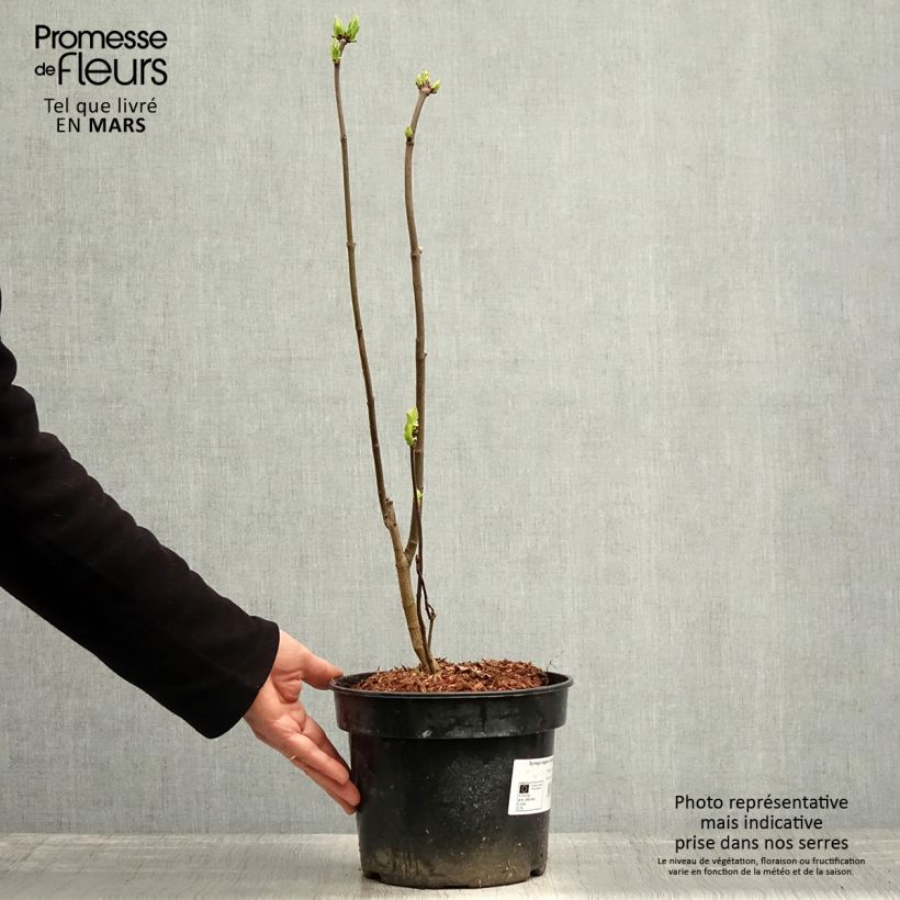 Syringa vulgaris Charles Joly - Common Lilac 2L/3L pot sample as delivered in spring