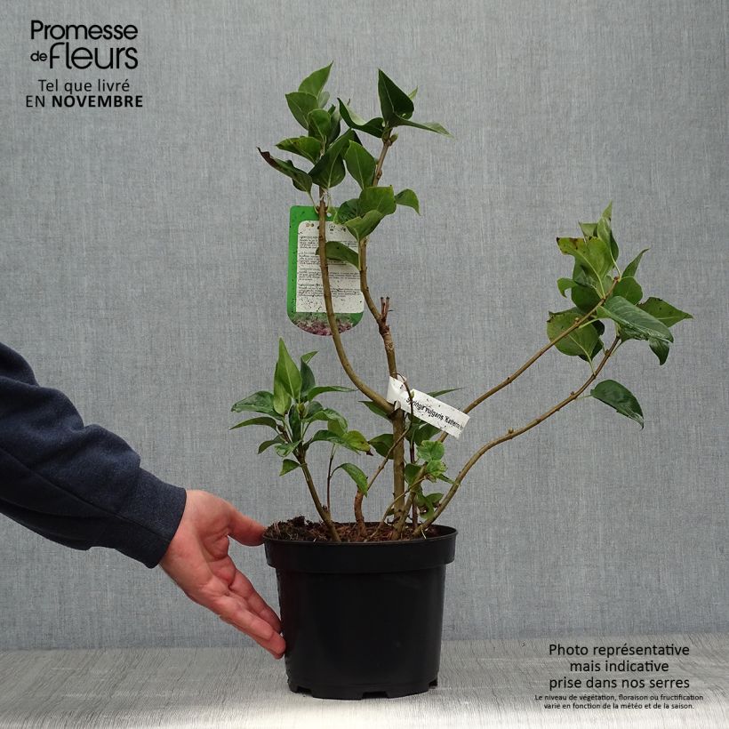 Syringa vulgaris Katherine Havemeyer - Common Lilac 3L/4L pot sample as delivered in autumn