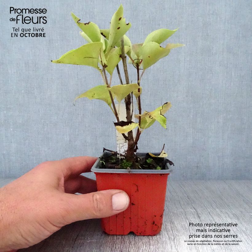 Syringa vulgaris Katherine Havemeyer - Common Lilac 8/9 cm pot sample as delivered in autumn