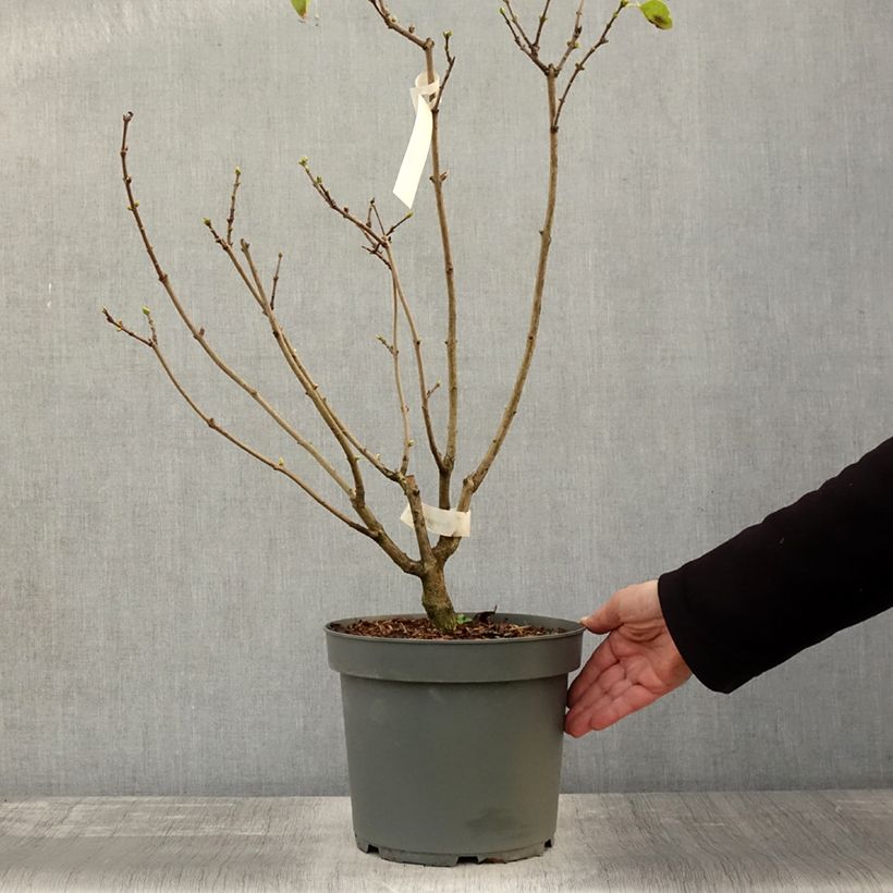 Syringa vulgaris Madame Lemoine - Common Lilac 7.5L/10L pot sample as delivered in autumn