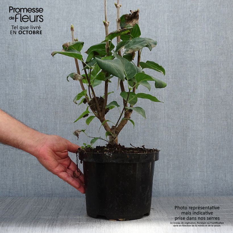 Syringa vulgaris Michel Buchner - Common Lilac 4L/5L pot sample as delivered in autumn