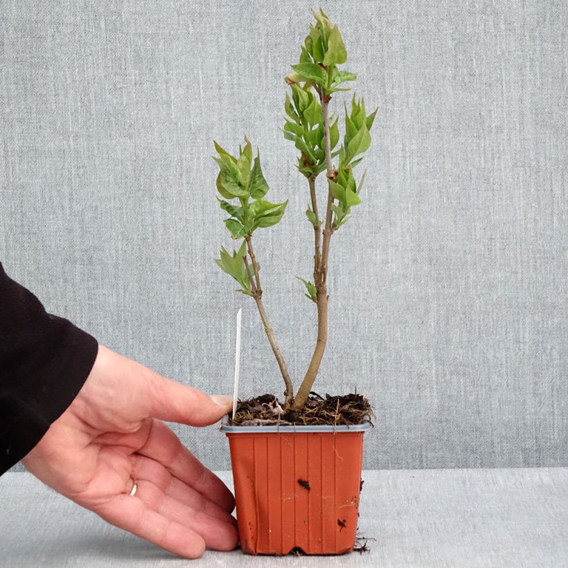 Syringa vulgaris Nadezhda 8/9 cm pot sample as delivered in spring