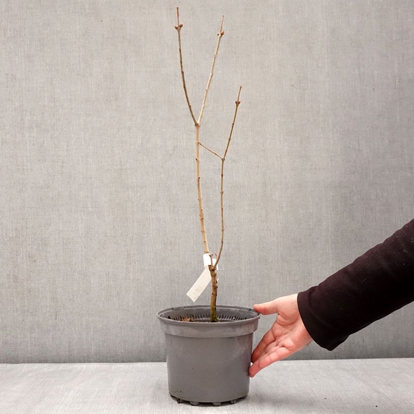 Syringa vulgaris Nadezhda 4L/5L pot sample as delivered in winter