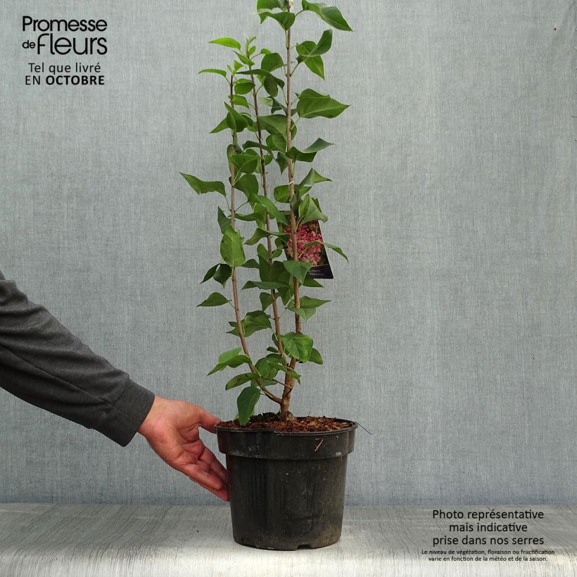 Syringa vulgaris Prince Wolkonsky - Common Lilac 3L/4L pot sample as delivered in autumn