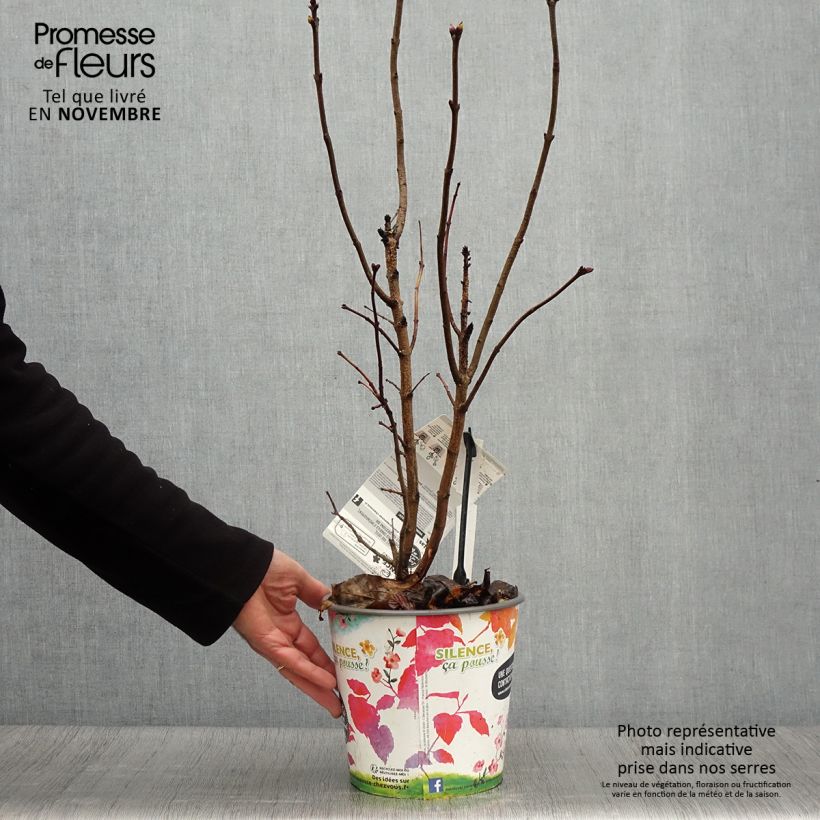 Syringa vulgaris Princesse Sturdza - Common Lilac 4L/5L pot sample as delivered in autumn