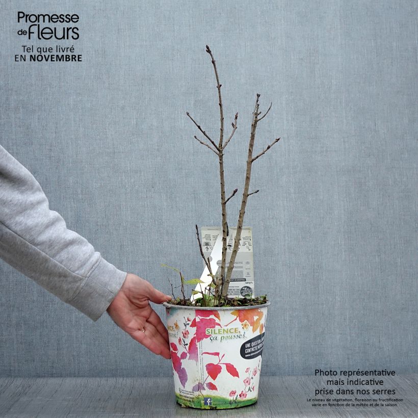 Syringa vulgaris Souvenir de Louis Spaeth - Common Lilac 2L/3L pot sample as delivered in autumn