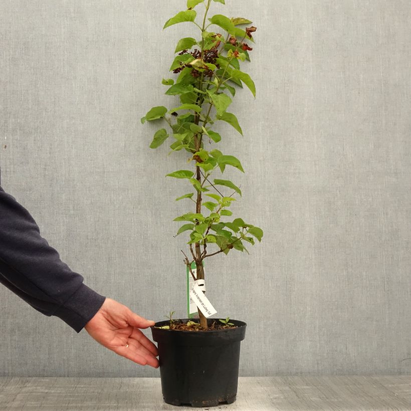 Syringa vulgaris Souvenir de Louis Spaeth - Common Lilac 2L/3L pot, Bush sample as delivered in spring