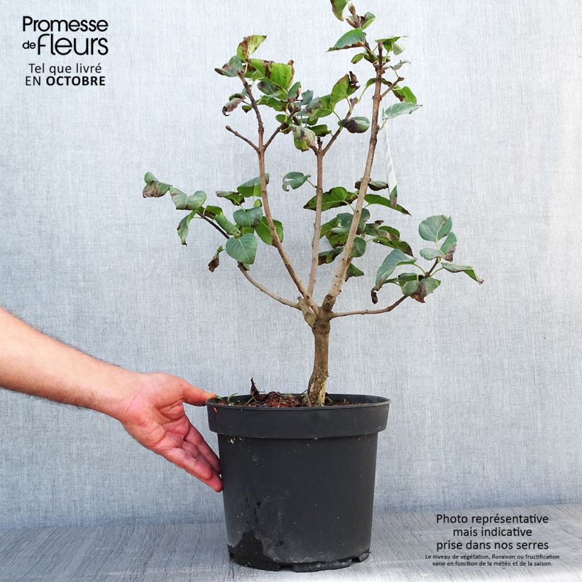 Syringa vulgaris Souvenir de Louis Spaeth - Common Lilac 7.5L/10L pot sample as delivered in autumn