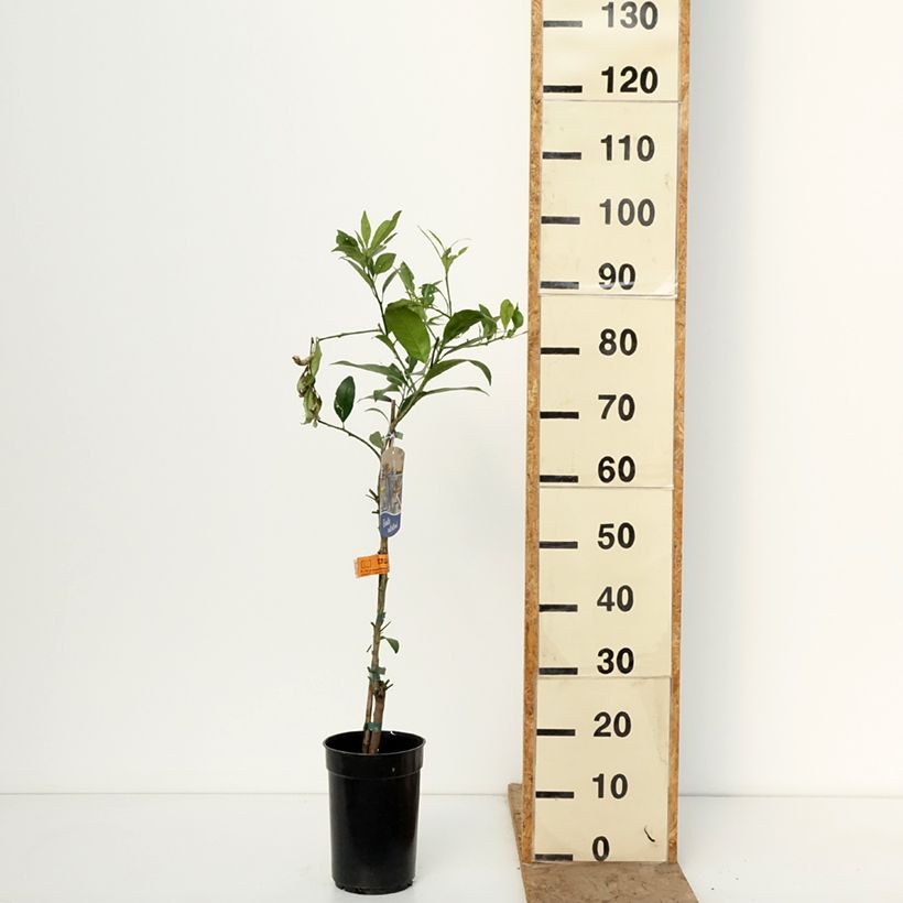 Citrus x floridana - Limequat Citrus Tree 3L/4L pot, Clump sample as delivered in winter