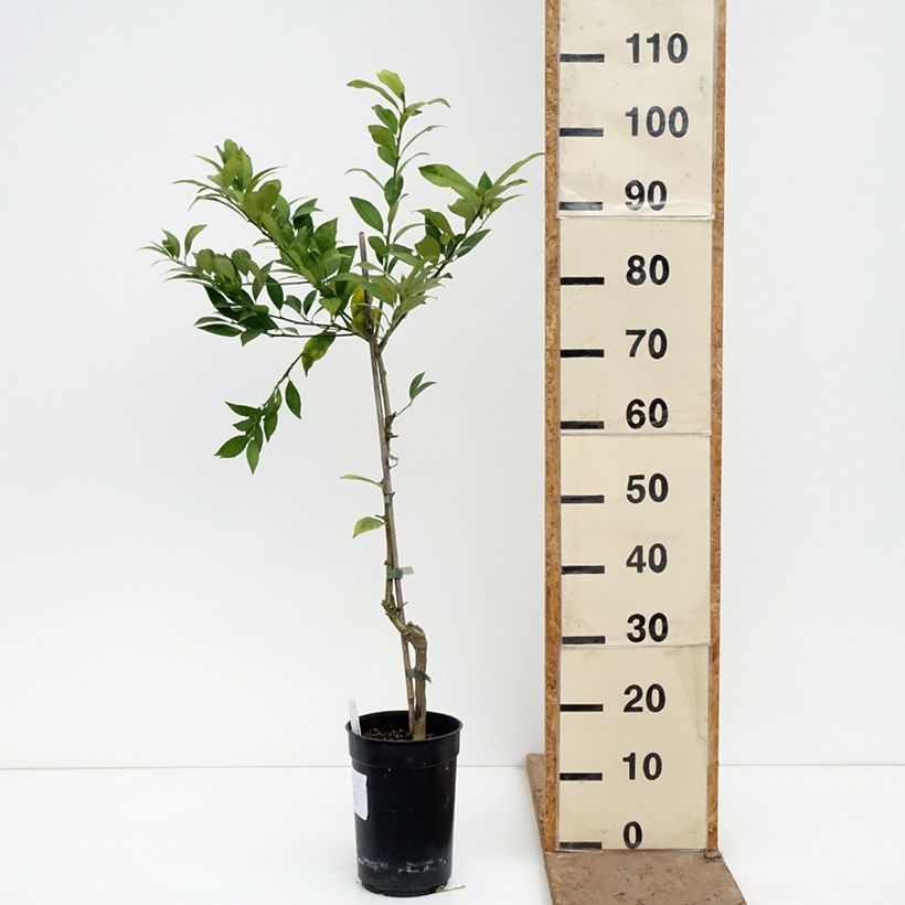 Citrus x floridana - Limequat Citrus Tree 3L/4L pot, Clump sample as delivered in spring