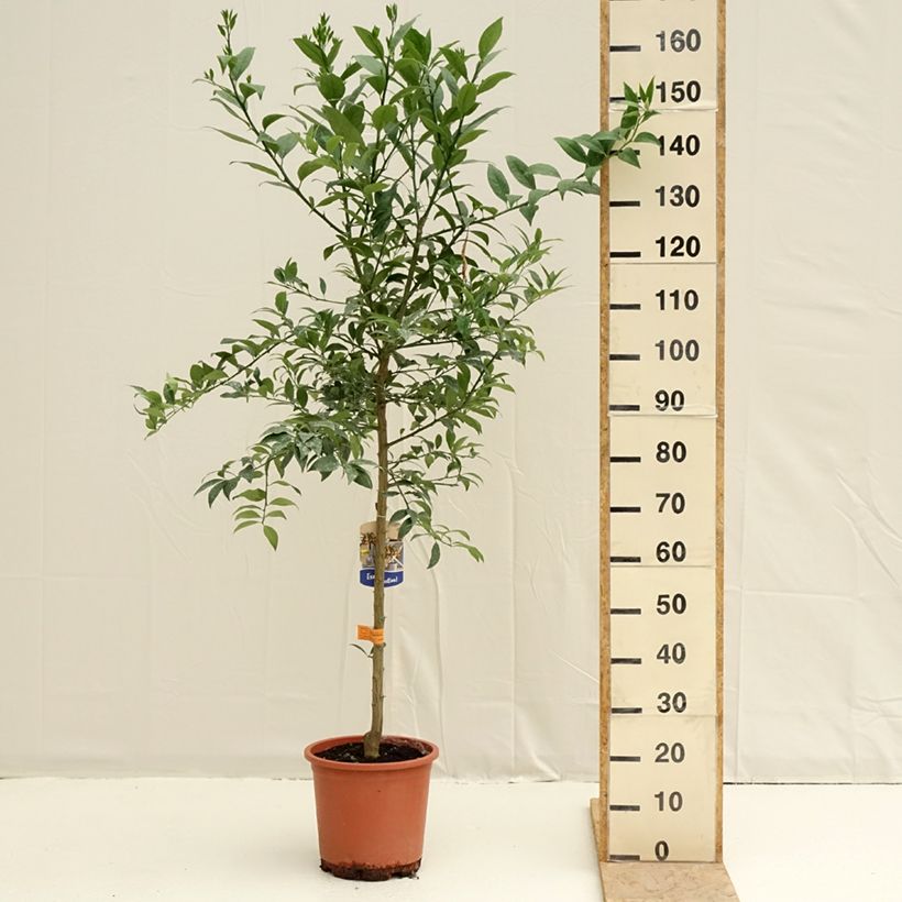 Citrus x floridana - Limequat Citrus Tree 7.5L/10L pot, Half standard sample as delivered in spring