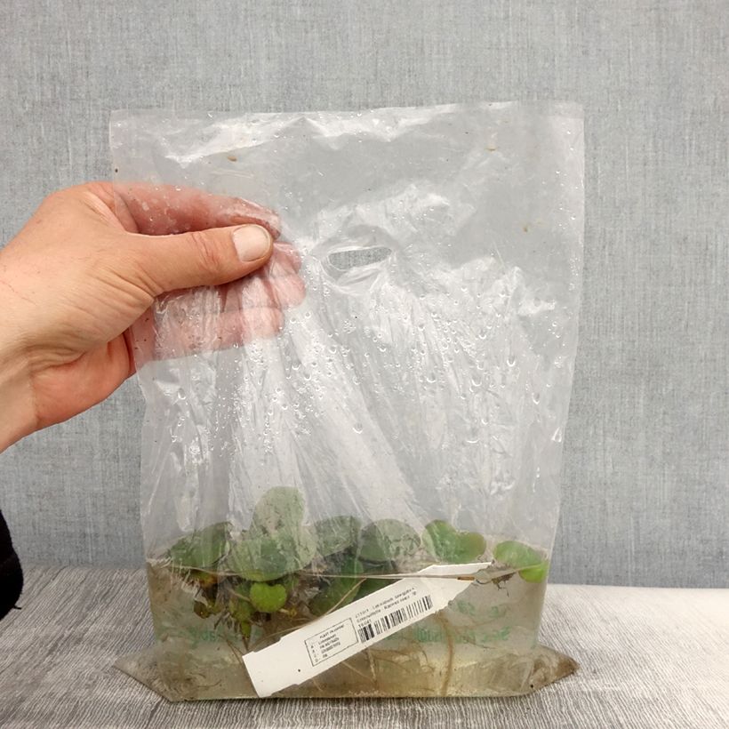 Limnobium laevigatum - Smooth frogbit Bare root sample as delivered in spring