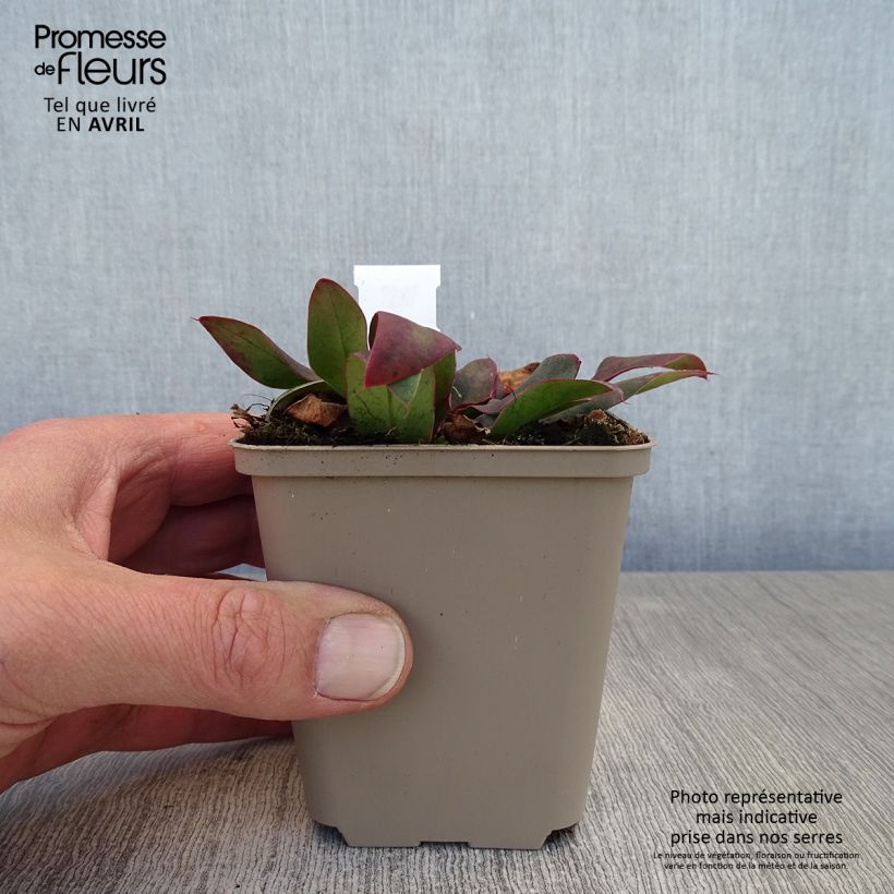 Limonium gmelinii Dazzle Rocks 8/9 cm pot sample as delivered in spring