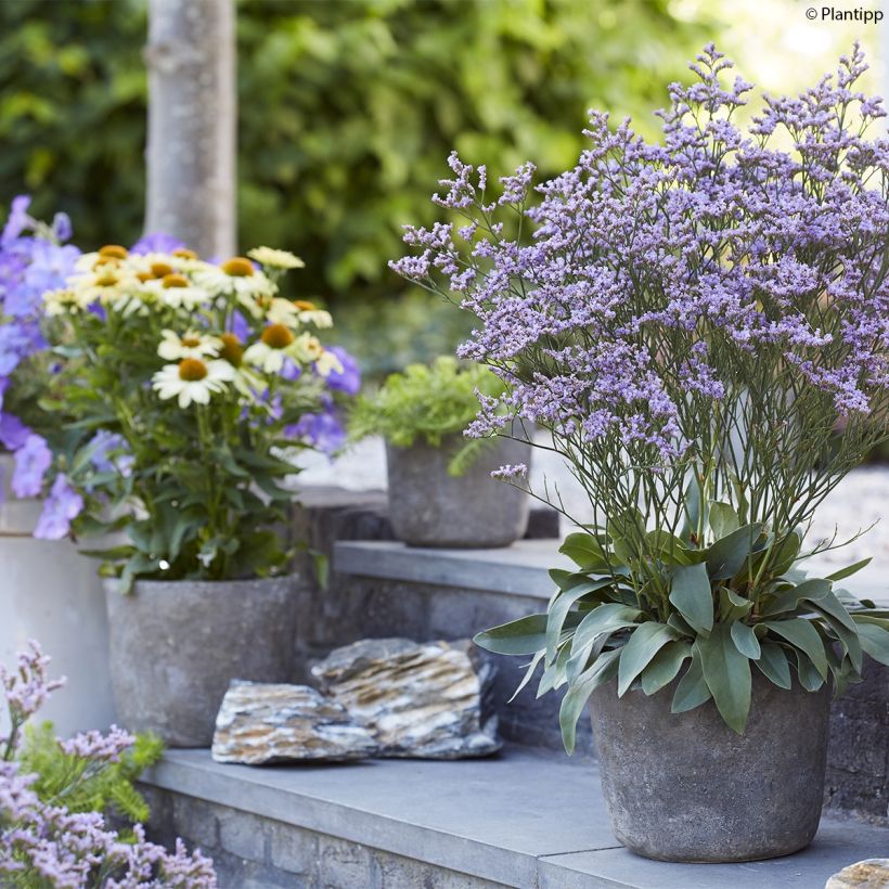 Limonium gmelinii Dazzle Rocks (Plant habit)
