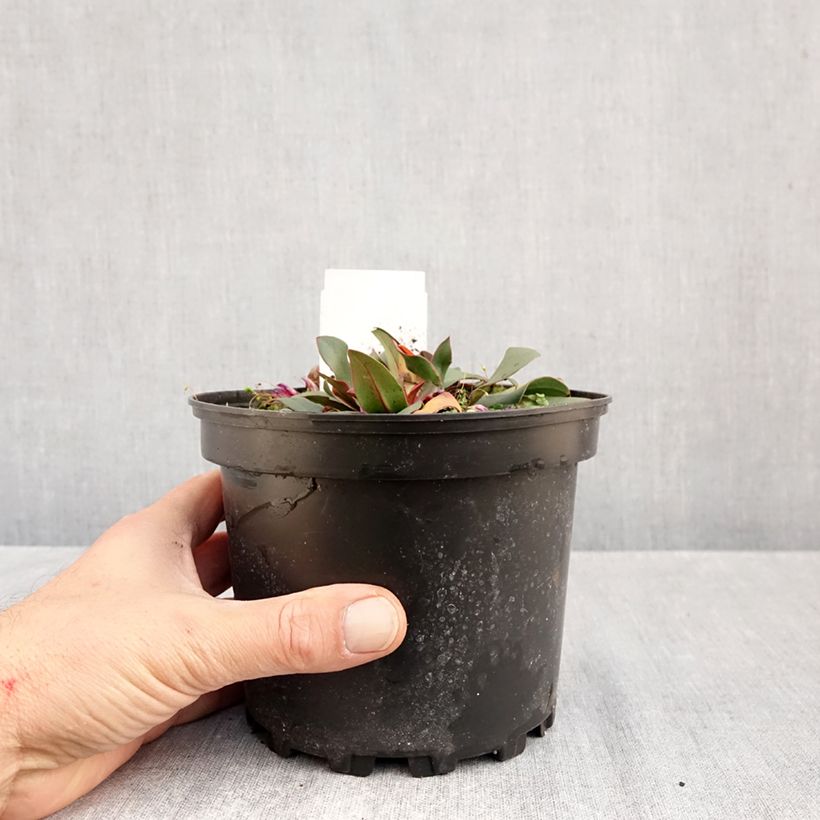 Limonium gmelinii Dazzle Rocks 2L/3L pot sample as delivered in autumn