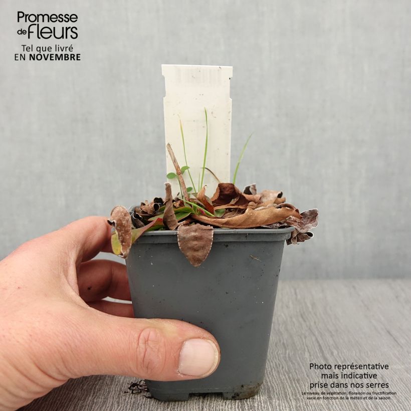 Limonium gmelinii subsp. hungaricum 8/9 cm pot sample as delivered in autumn