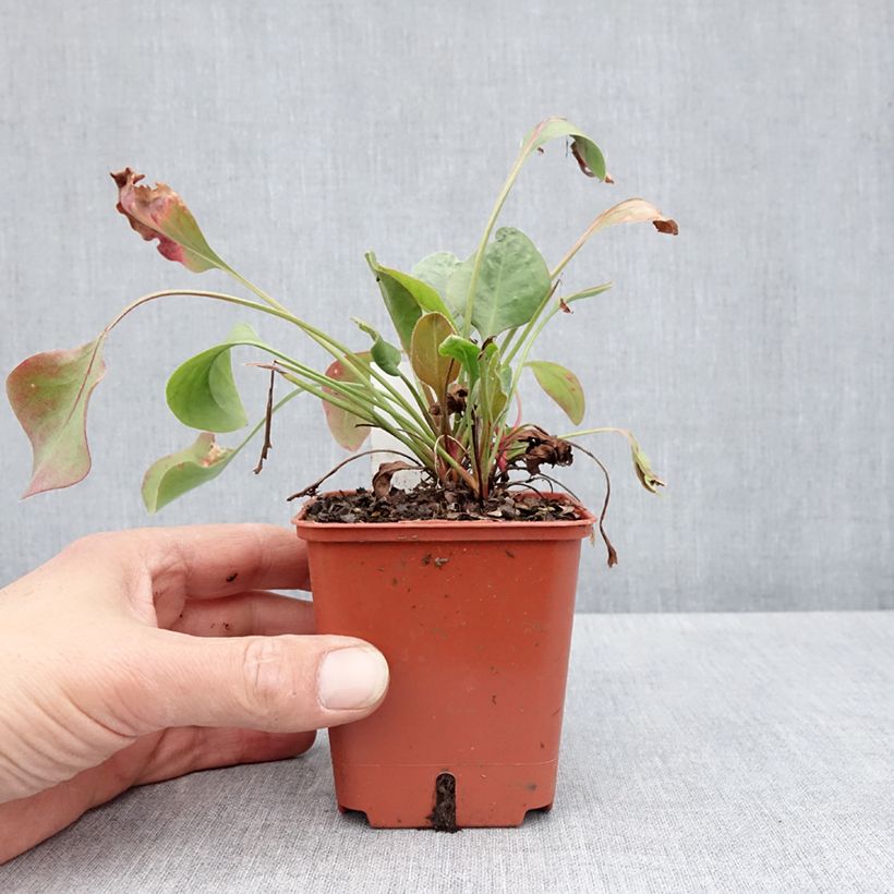 Limonium perezzi 8/9 cm pot sample as delivered in spring