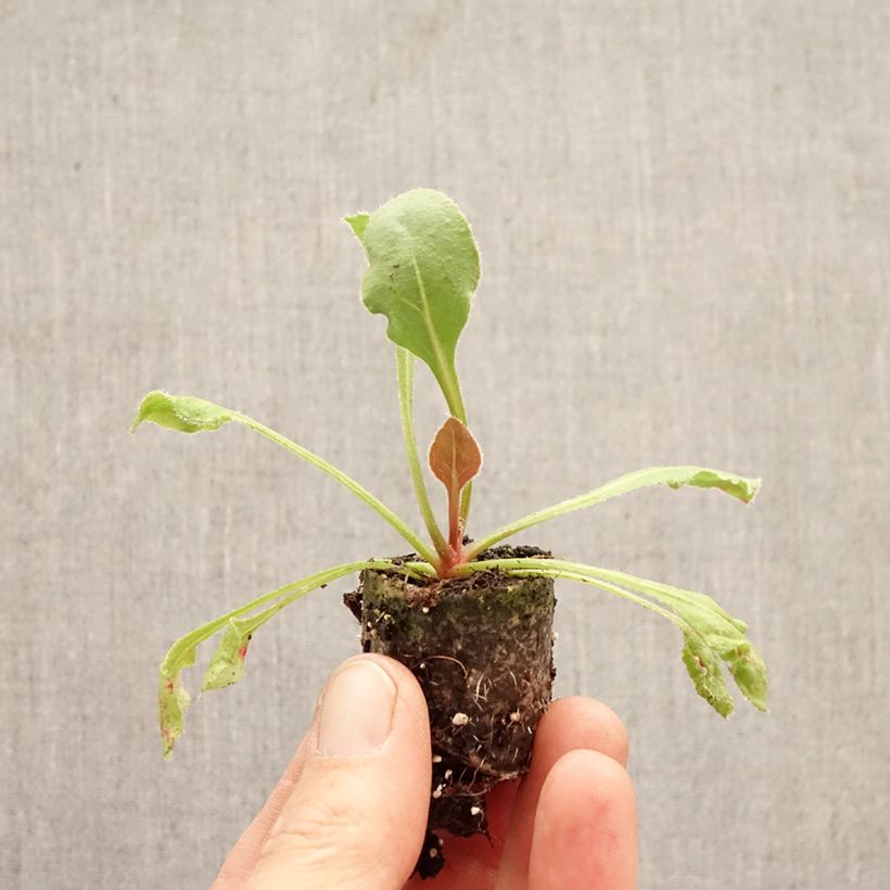 Limonium perezzi Plug plant 3/4cm sample as delivered in spring