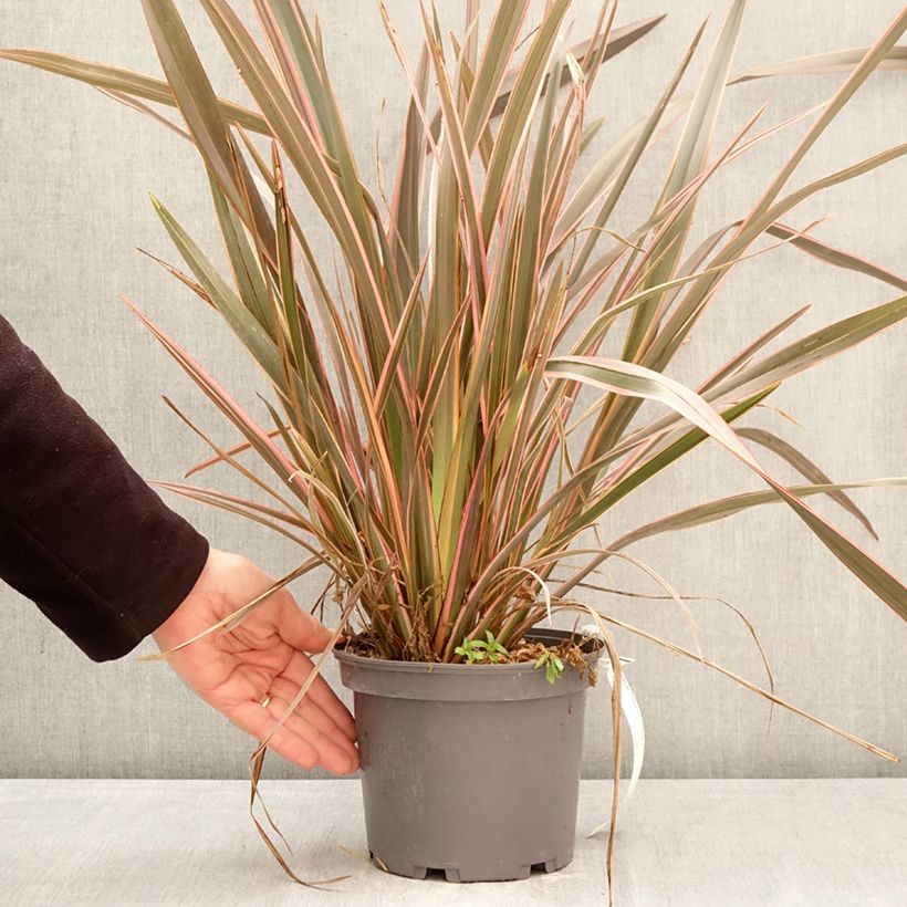 Phormium tenax Flamingo - New Zealand Flax 3L/4L pot sample as delivered in spring