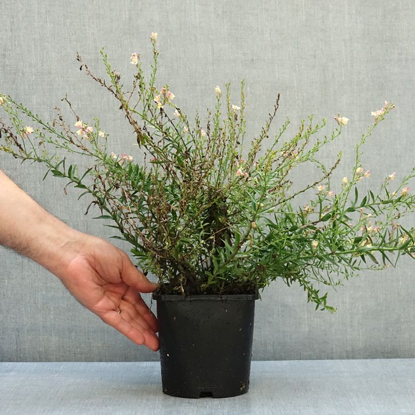 Linaria purpurea Peachy 2L/3L pot sample as delivered in autumn