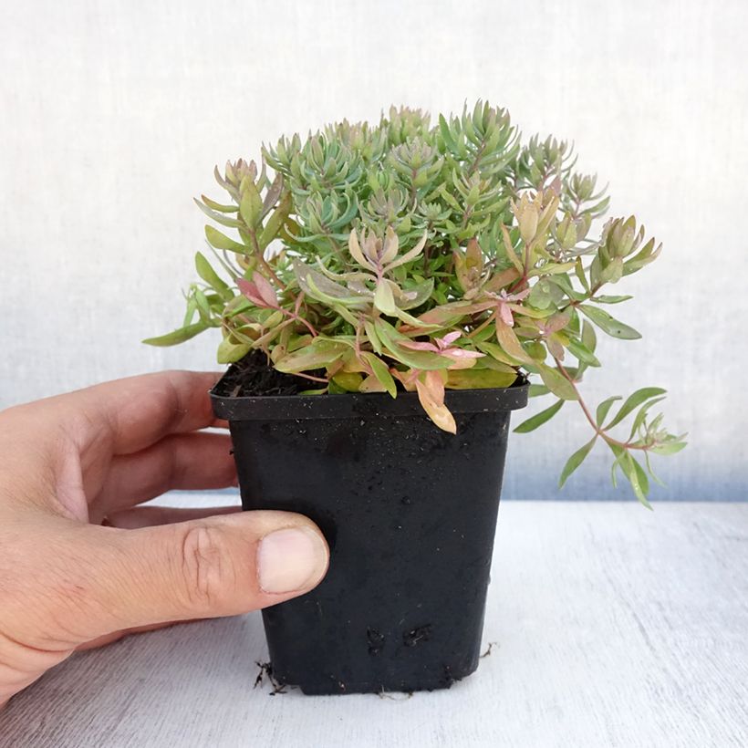 Linaria purpurea Canon J. Went 8/9 cm pot sample as delivered in summer