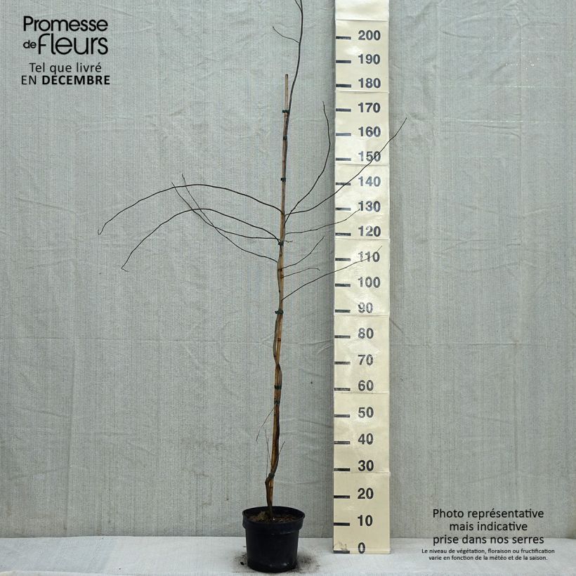 Lindera&#x20;benzoin&#x20;4L&#x2F;5L&#x20;pot&#x20;sample&#x20;as&#x20;delivered&#x20;in&#x20;winter