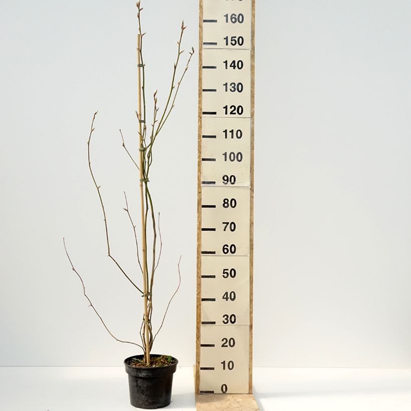 Lindera obtusiloba - Oriental Spicebush 4L/5L pot sample as delivered in spring