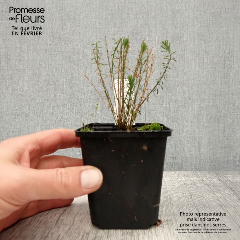 Linum perenne Saphir - Perennial Flax 8/9 cm pot sample as delivered in winter