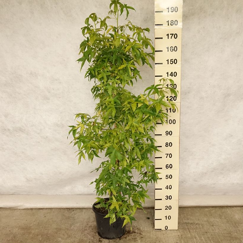 Liquidambar styraciflua  Aurea - American Sweetgum 7.5L/10L pot, Sapling sample as delivered in summer