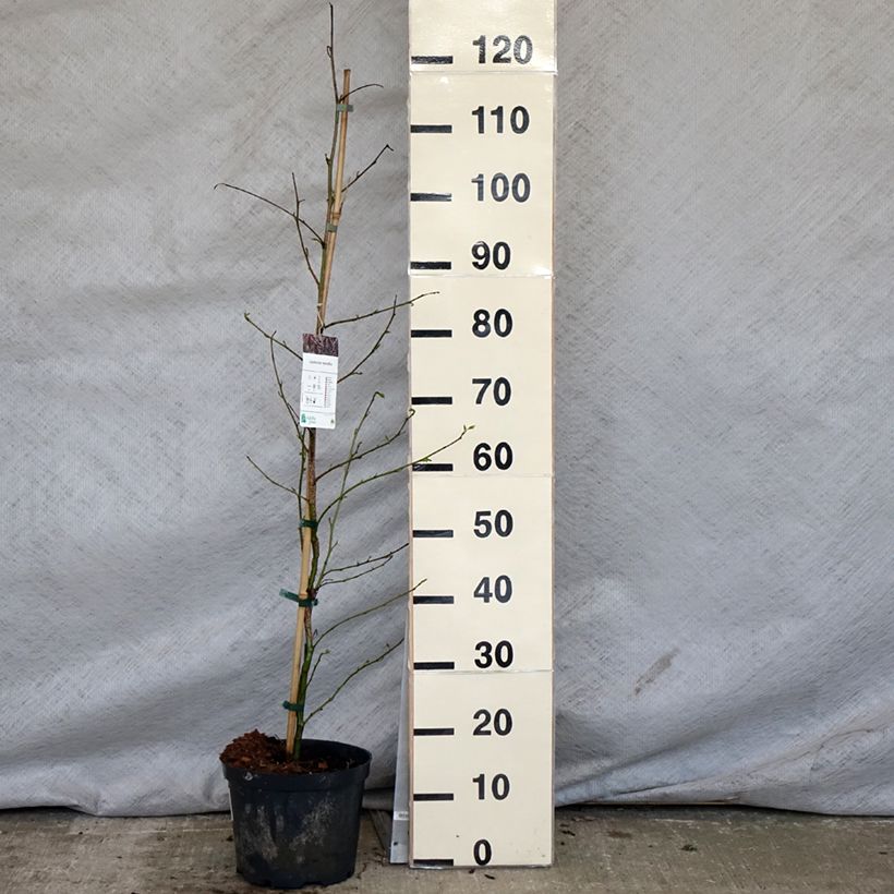 Liquidambar styraciflua - American Sweetgum 3L/4L pot sample as delivered in spring