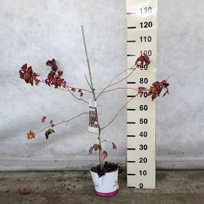 Liquidambar styraciflua Golden Sun - American Sweetgum 4L/5L pot sample as delivered in autumn