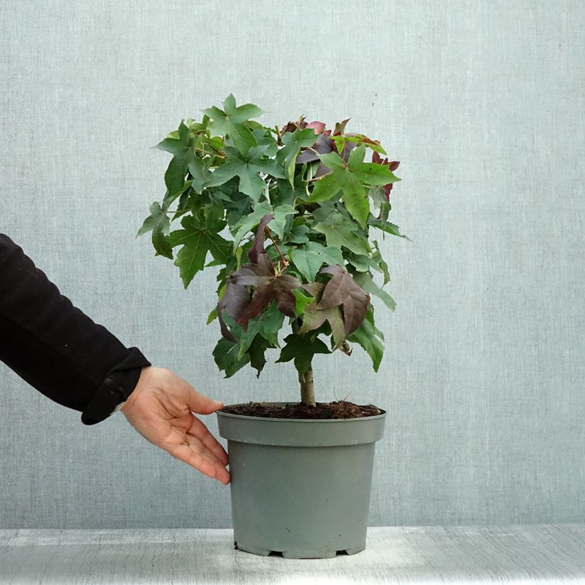 Liquidambar styraciflua Gum Ball - American Sweetgum 4L/5L pot sample as delivered in autumn