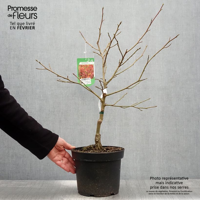 Liquidambar styraciflua Gum Ball - American Sweetgum 4L/5L pot sample as delivered in winter