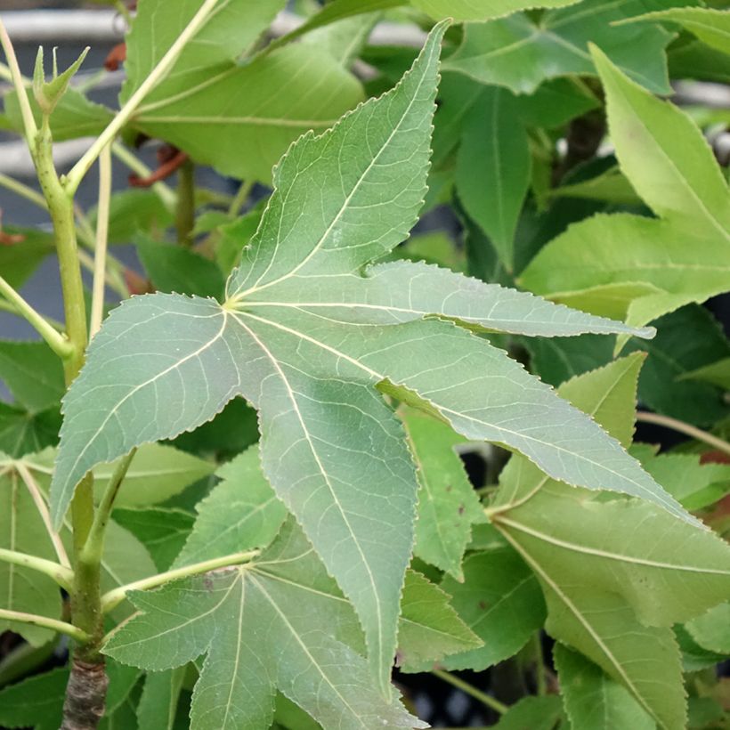 Liquidambar styraciflua Oakville Highlight - American Sweetgum (Foliage)