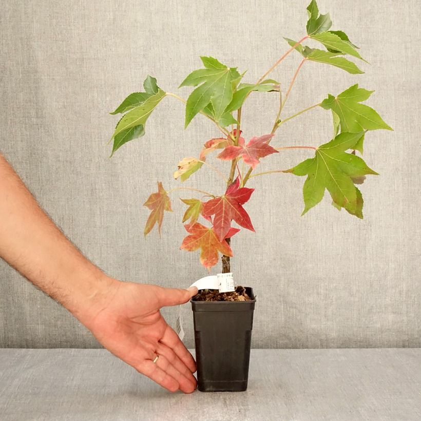Liquidambar styraciflua Oakville Highlight - American Sweetgum 1L/1.5L pot sample as delivered in summer